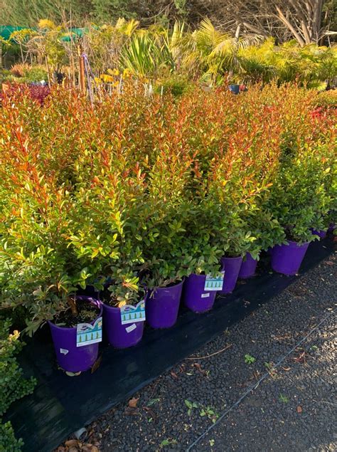 Syzygium Straight And Narrow Lakeside Plants And Nursery