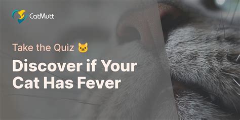 Identifying Cat Fever Symptoms Quiz | Cat Mutt