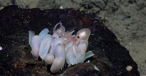 Four New Species of Octopus Hide Off Central American Coast