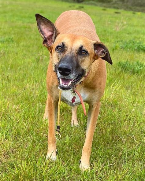 Greyhound Mixes 21 Unique Crossbreeds With Pictures