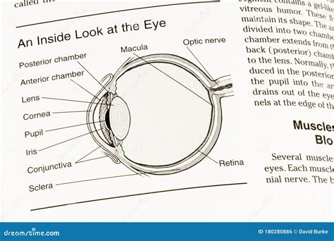 Eye Human Anatomy Pupil Cornea Macula Optic Nerve View Stock Photo