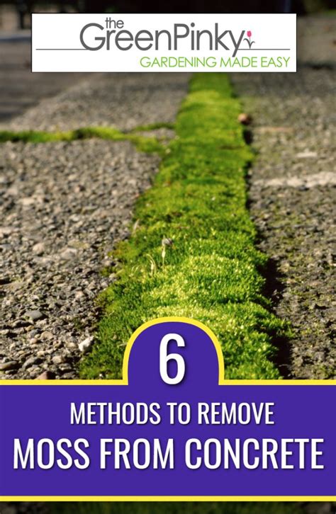 How To Get Rid Of Moss In Garden Soil Fasci Garden