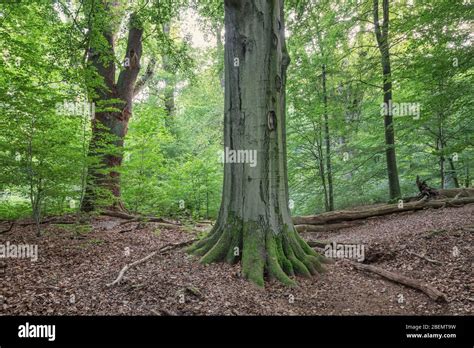 old trees in deciduous forest Stock Photo - Alamy