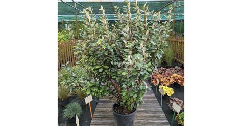 Elaeagnus X Ebbingei Compacta C20L 150 175 Tous Les Arbustes