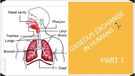 Gaseous Exchange Humans Biology X Part 1 YouTube