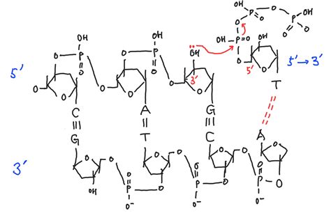 about DNA | Hubert Effect