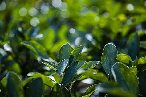 Fondo Fotografía Paisajística Hoja Azul Púrpura Fondo Antecedentes