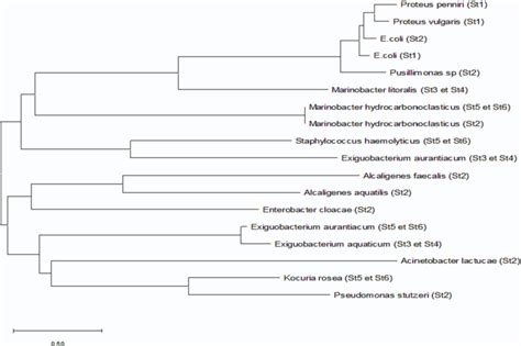 Phylogenetic tree of bacteria isolated during the autumn season ...