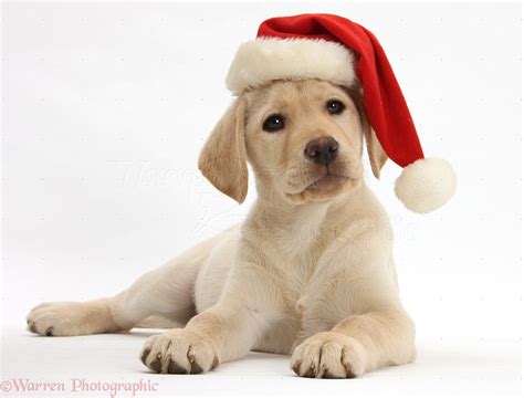 Dog Yellow Labrador Retriever Pup Wearing Santa Hat Photo Wp29778