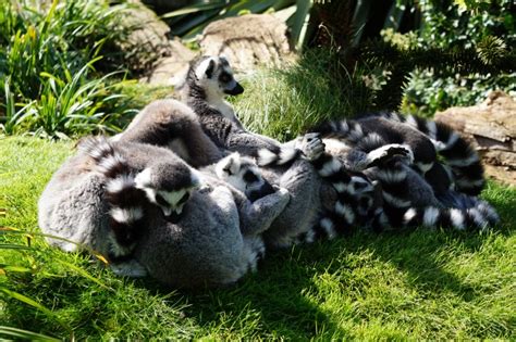 A visit to Cotswolds Wildlife Park - ChelseaMamma