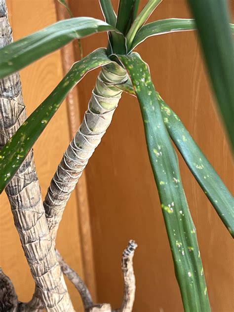 Help Dracena Leaves Getting Yellow Spots And Falling Off Plantclinic