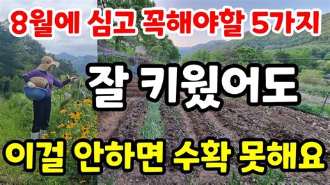 8월 텃밭에 심고 꼭 해야할 5가지 안하면 수확량 뚝 떨어져요 여름에 키우기쉬운 채소 가을 여름 작물 관리요령 총정리주말농장