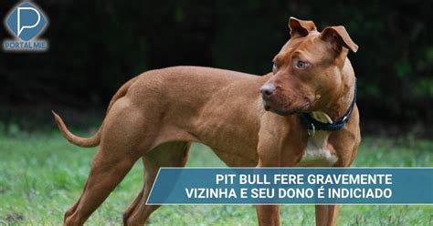 Dono De Pit Bull Indiciado Porque O C O Mordeu Vizinha Portal Mie