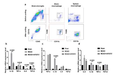 Effects Of Fgf On Inflammatory Cytokines Il Tnf Il And