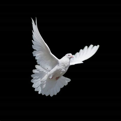 13500 Holy Spirit Dove Stock Photos Pictures And Royalty Free Images