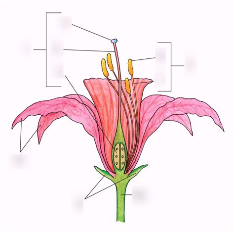 Life Science Ch 11 - Flower Diagram Diagram | Quizlet