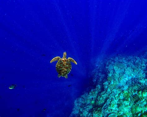 Space Honu Maui Honu Sea Turtle Hawaii Photo Print Maui Hands