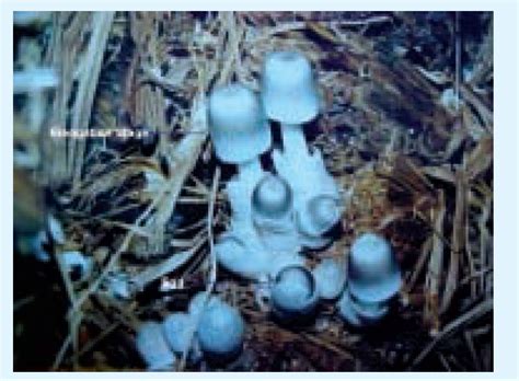 Paddy Straw Mushroom Cultivation A Quick Guide To Success