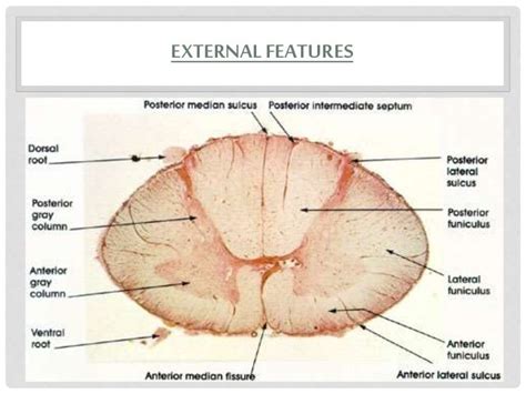 Spinal Cord