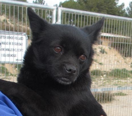 Mimi Perro Adoptado En Castalla Alicante Bamb Difunde