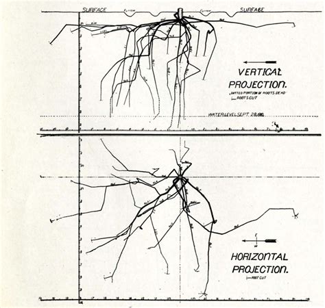 Tree Root System Diagram