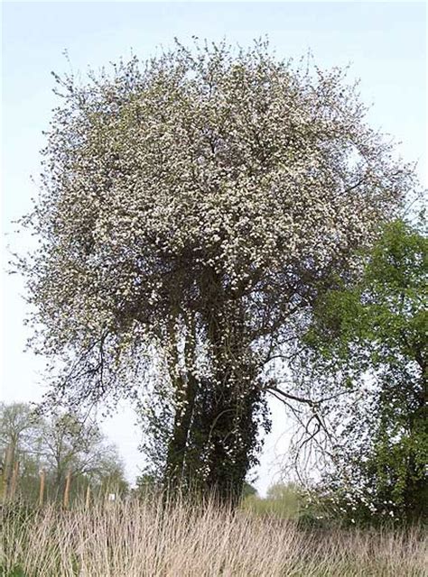 Hawthorn Tree: Pictures, Images, Photos, Facts on Hawthorns