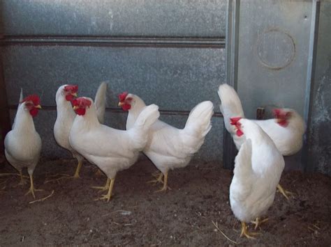 Pearl White Leghorn Chickens