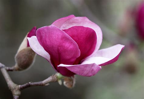 Southern Lagniappe: Pink Magnolias