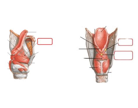 Muscles of the laryngeal inlet Quiz