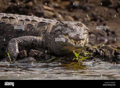 Gran Cocodrilo Americano Crocodylus Acutus En La Orilla Del Lago Del