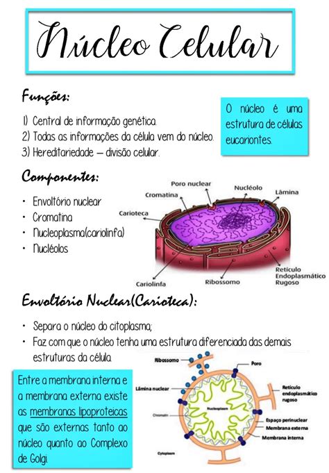 NÚcleo Celular Estrutura Celular Mapa Mental Mapas Mentais