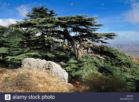 Cedar Tree Lebanon Stock Photos & Cedar Tree Lebanon Stock Images - Alamy