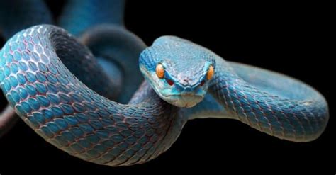 Discover 13 Blue Snakes Found Around the World - A-Z Animals