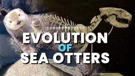 Evolution Of Sea Otters With A Marine Biologist Youtube