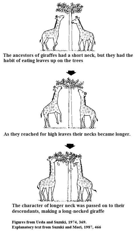 How the Giraffe Got Its Neck? – A Blog Around The Clock