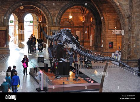 Dinosaur Skeleton In Central Hall At Natural History Museum Cromwell