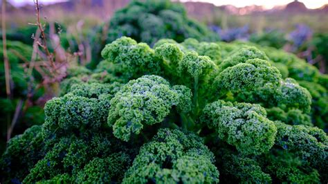 Grünkohl Darum ist das Gemüse ein wahres Superfood SWYRL