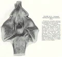 Gross Spring Equine And Ruminant Larynx Mt Flashcards Cram