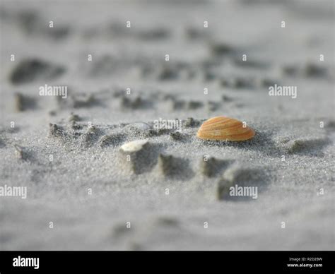 Lamellibranchia Hi Res Stock Photography And Images Alamy