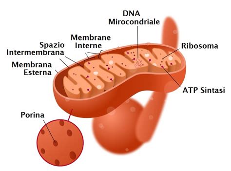 La Cellula Eucariotica I Mitocondri