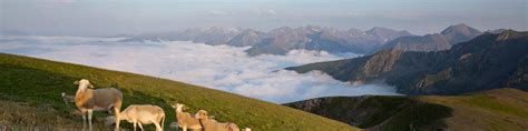 Le Fromage De La Ferme Des Carlines Saint Lary Tourisme