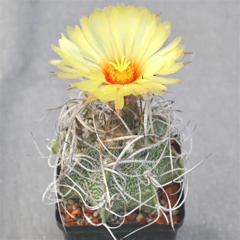 Astrophytum Capricorne V Major X