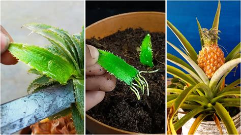 How To Grow Pineapples At Home Step By Step Easy Way Diy To Grow