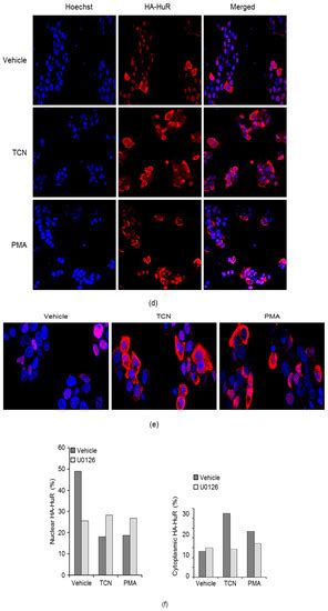 Triciribine Engages ZFP36L1 And HuR To Stabilize LDLR MRNA