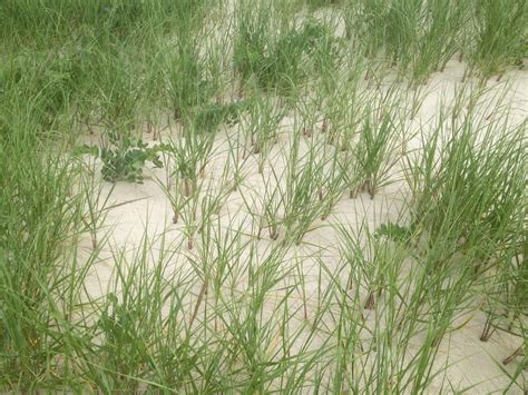 Robert Lohmans Photos Of The Hamptons Beach Grass