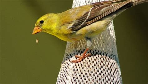 How To Feed An American Goldfinch Baby Bird Animals Momme