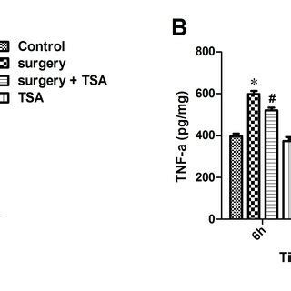 Effects Of Laparotomy On The Levels Of Hippocampal Il B And Tnf In