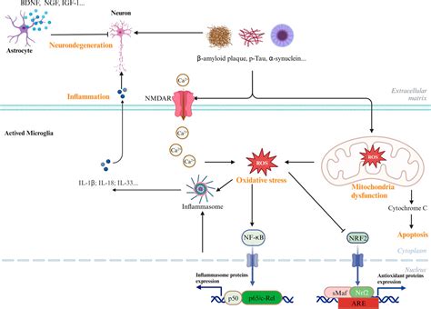 Frontiers Current And Further Outlook On The Protective Potential Of