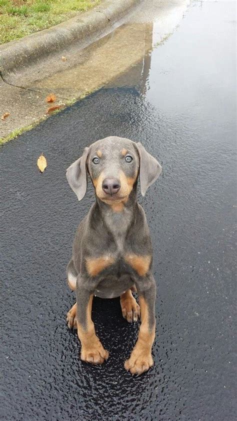 Blue Doberman Puppy Doberman Pinterest Blue Doberman Puppy Blue