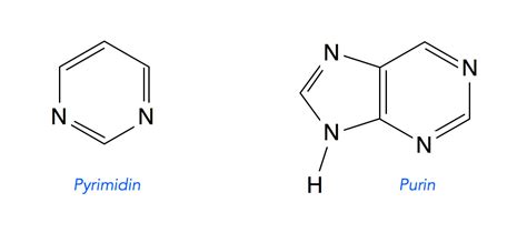 Dna Basen